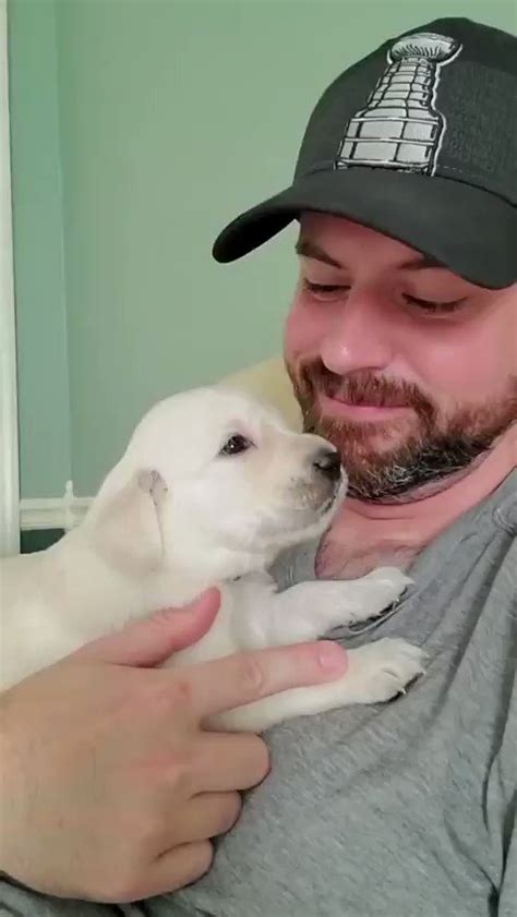 Puppies Video On Twitter Cute Pup Are So Lovely 😂😂