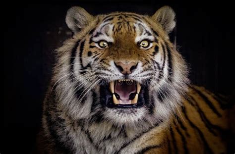 Tiger With Its Mouth Open At The Zoo Stock Image Image Of Wilderness