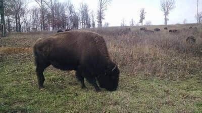 How To Hunt Bison