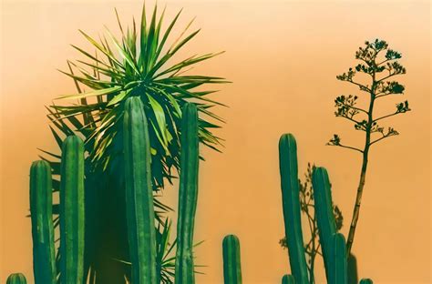 Desert Plants Names And Adaptations With Pictures