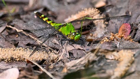 Marsh/Bugs (I) - Birding, PI