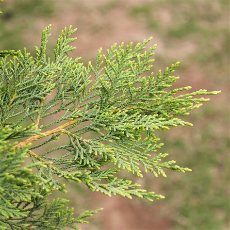 Leyland Cypress Tree – Green Thumbs Garden