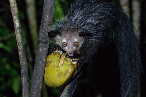 Loved or Loathed: Can Madagascar's Aye-Aye Survive Superstition ...