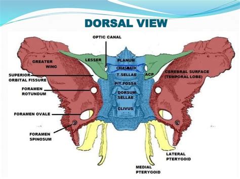 Sphenoid Sinus And Optic Nerve