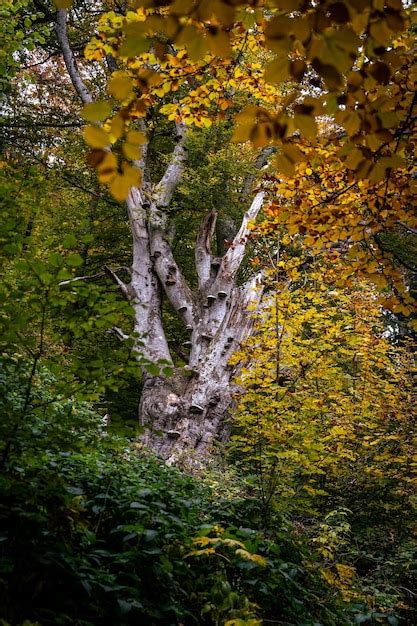 Plan Vertical D Arbres Aux Feuilles D Automne Jaunes Photo Gratuite