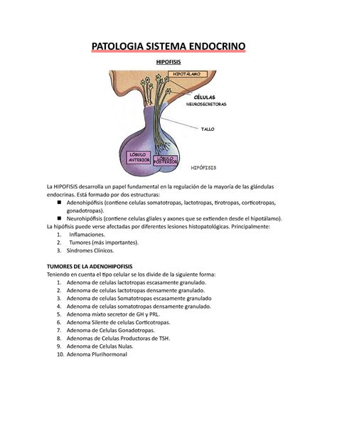 Patologia Sistema Endocrino Patologia Sistema Endocrino Hipofisis La