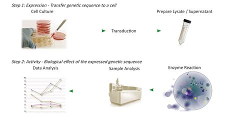 Potency Assays For Cell And Gene Therapy