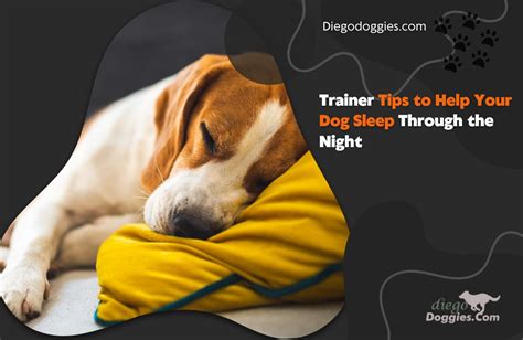 7 Ways To Conquer The Midnight Woof: A Guide To A Peaceful Night's Sleep