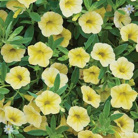 Trailing Mini Petunia Million Bells Collection