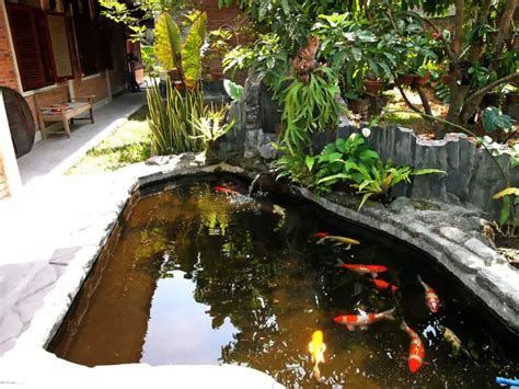 The Pros And Cons Of Koi Fish Pond Heaven