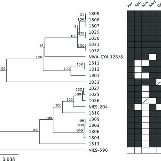 Oligotype Phylogenetic Tree Generated By The Concatenation Of The