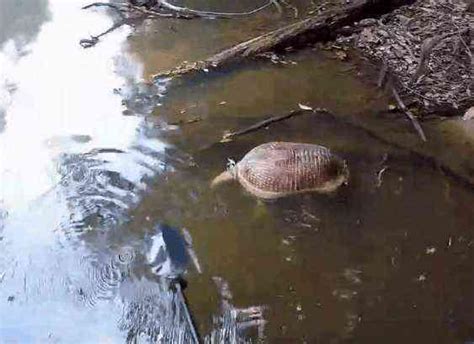 男子野外釣魚發現河面漂浮奇異生物，細看後讓人痛心 每日頭條