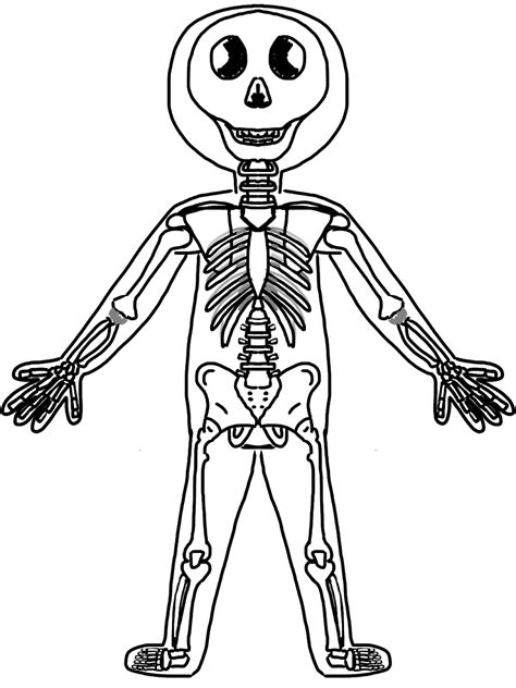 Human Skeletal System Drawing At Paintingvalley Explore