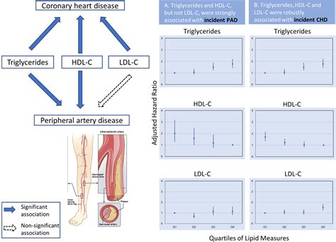 Conventional And Novel Lipid Measures And Risk Of Peripheral Artery