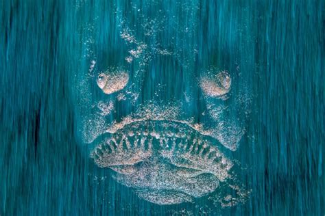 Wildlife Photographer Of The Year Ghostly Face Or Fish BBC News