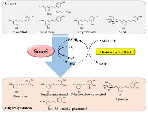 Schematic Representation Of The Regioselective Hydroxylation Of