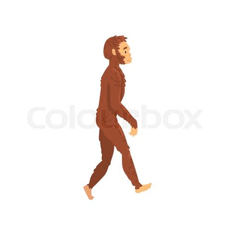 Homo Erectus Biology Human Evolution Stock Vector Colourbox