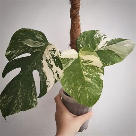 Monstera Albo Variegated For Sale Monstera Albo Variegated Seeds