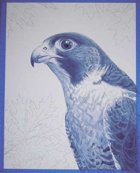 Alan Hawley Illustration Falcon Acrylic Process