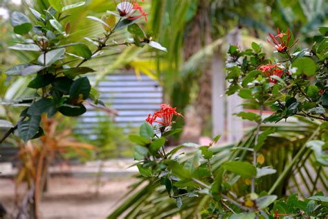 Free Images Tree Nature Branch Blossom Fruit Leaf Flower Food