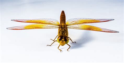 Dragonfly – Spirit Animal, Symbolism and Meaning