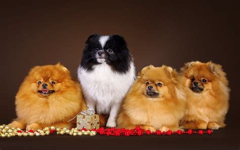 Немецкий шпиц расцветки - 73 фото