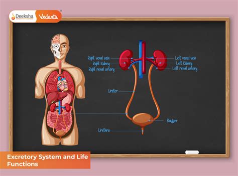 excretory system  life functions human excretory system organs