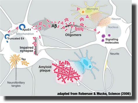 Amyloids