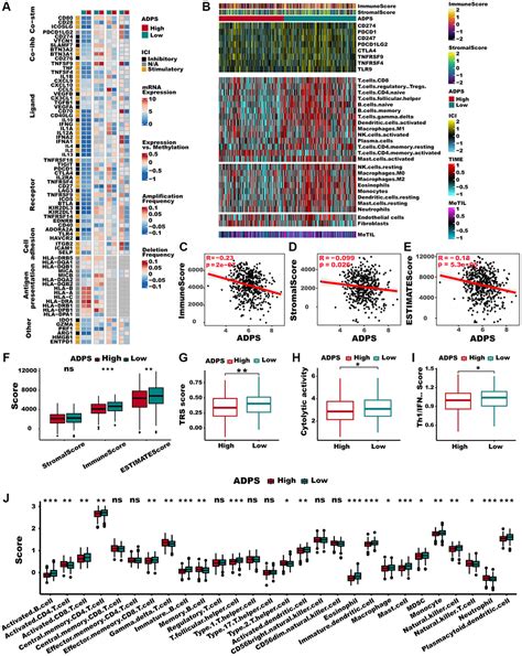 Single Cell Dissection Reveals The Role Of Aggrephagy Patterns In Tumor