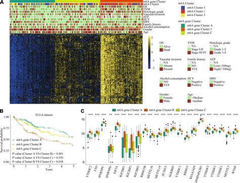 Frontiers M6A Regulator Associated Modification Patterns And Immune