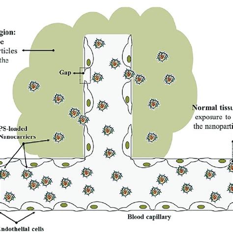 Schematic Presentation Of Passive Targeted Pdt Through Epr Effect Pss Download Scientific