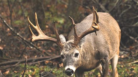 🔥 [50+] Big Whitetail Buck Wallpapers | WallpaperSafari