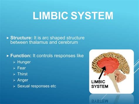 The Human Brain, Its Parts and Functions | PPT