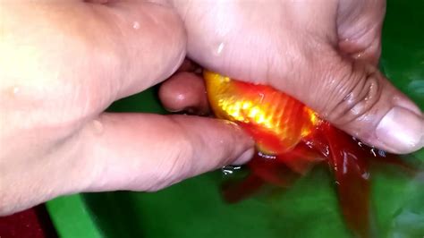 Goldfish Hand Breeding Spawning YouTube