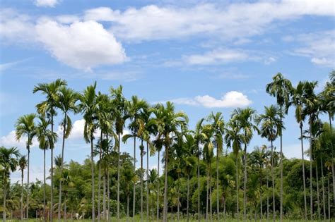 Tailandia Areca Catechu Areca Nuez De Palma Que Lleva Las Nueces De