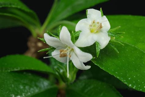 Bonobithi Good Bonsai Plant Ehretia Microphylla Carmona Retusa