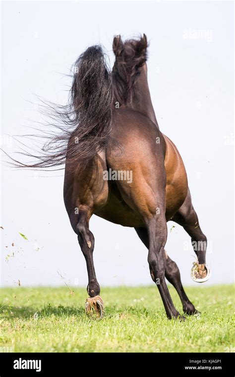 Morgan Horse Bay Gelding Galloping On A Pasture Seen From The Rear
