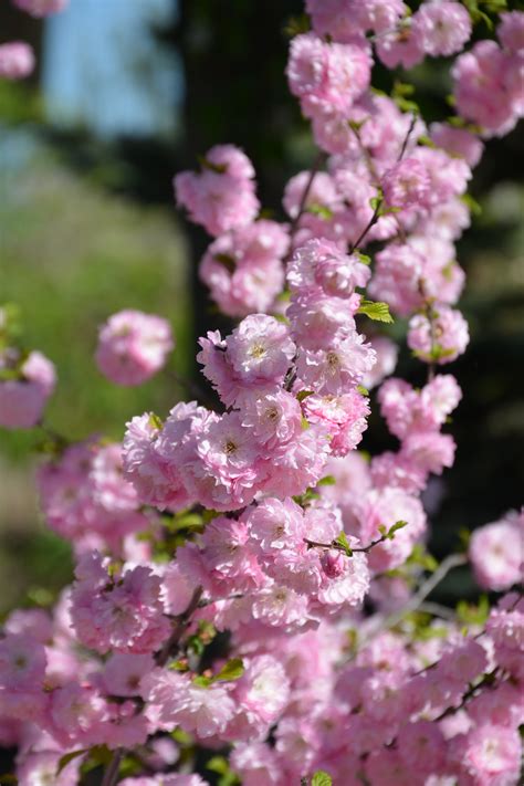 Double Flowering Plum • Kiwi Nurseries Ltd