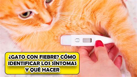 Gato Con Fiebre Cómo Identificar Los Síntomas Y Qué Hacer El