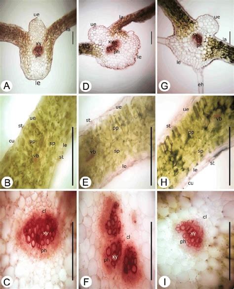 Transverse Section Of Leaf Of Brassica L Species A C B Rapa Subsp Download Scientific