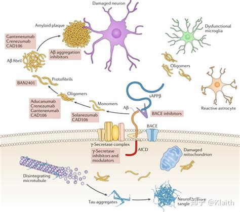 如何解读礼来 Donanemab 二期试验观察到对阿尔茨海默病的积极效果数据？ 知乎