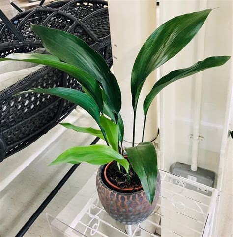 Aspidistra Elatior Cast Iron Plant Guide Our House Plants