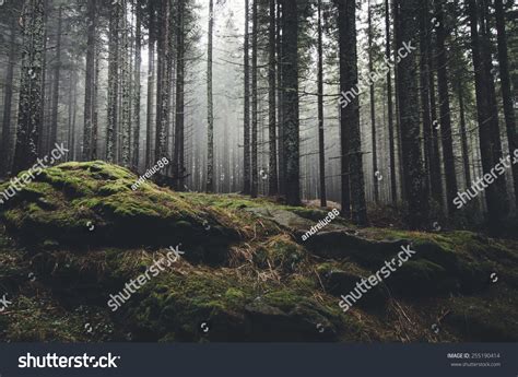 Wilderness Landscape Forest Pine Trees Moss Stock Photo 255190414