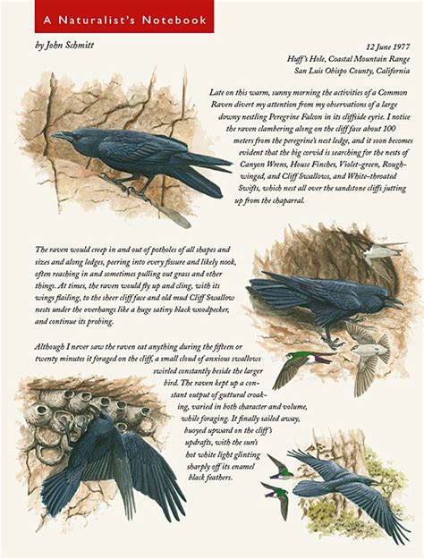 Naturalists Notebook Common Raven Raids Cliff Nests Living Bird