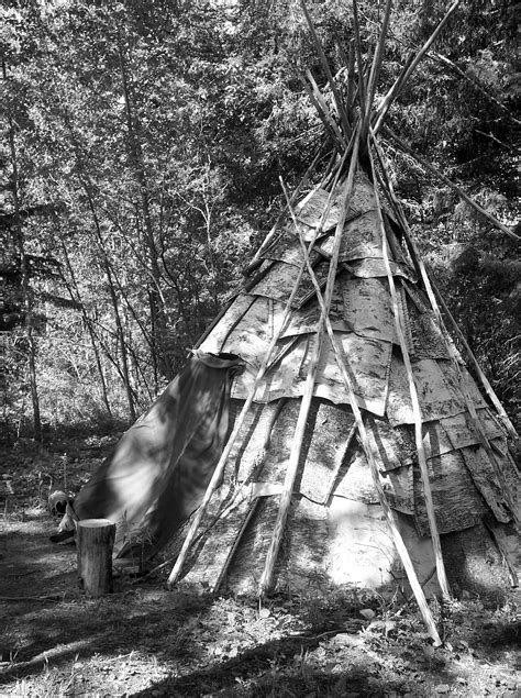 Fotos gratis árbol naturaleza bosque en blanco y negro madera