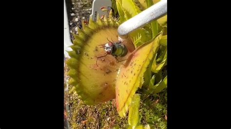 Dionaea Muscipula Supernova Feeding A Live Fly To This Venus Flytrap