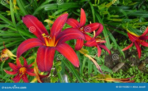Blooming Red Daylilies Stock Photo Image Of Scenic Outdoor 55116582