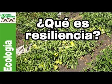 Qué es la RESILIENCIA en un AGROECOSISTEMA YouTube