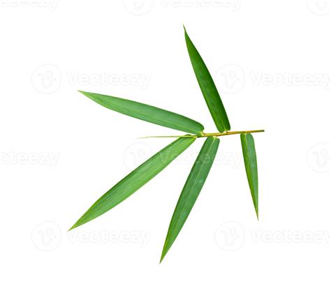 Bamboo Leaf Isolated On Transparent Background PNG File 18743075 PNG