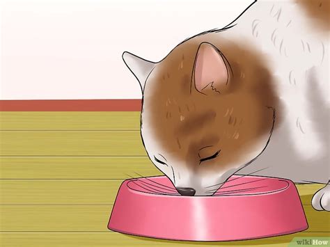 3 Formas de Tratar Cálculos Urinários em Gatos wikiHow